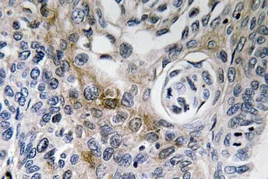 Anti-CD63 antibody used in IHC (Paraffin sections) (IHC-P). GTX17441