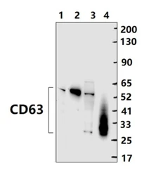 Anti-CD63 antibody used in Western Blot (WB). GTX17441