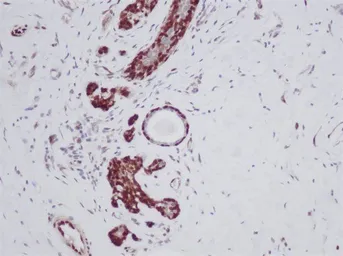 Anti-FGF2 antibody used in IHC (Paraffin sections) (IHC-P). GTX17476