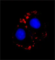 Anti-Myosin skeletal fast antibody [MY-32] used in Immunocytochemistry/ Immunofluorescence (ICC/IF). GTX17485