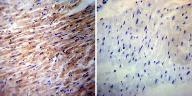 Anti-iNOS antibody used in IHC (Paraffin sections) (IHC-P). GTX17504
