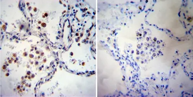 Anti-iNOS antibody used in IHC (Paraffin sections) (IHC-P). GTX17504