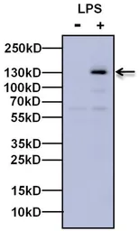 Anti-iNOS antibody used in Western Blot (WB). GTX17504