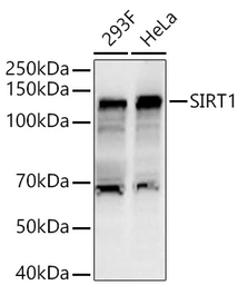 Anti-SIRT1 antibody used in Western Blot (WB). GTX17532
