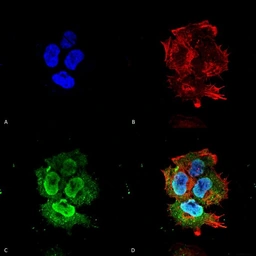 Anti-Synaptotagmin 7 antibody [S275-14] used in Immunocytochemistry/ Immunofluorescence (ICC/IF). GTX17546