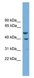 Anti-A2BP1 antibody used in Western Blot (WB). GTX17554