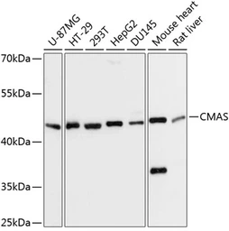 Anti-CMAS antibody used in Western Blot (WB). GTX17569