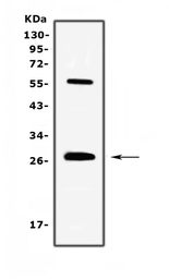 Anti-IL17A antibody used in Western Blot (WB). GTX17587