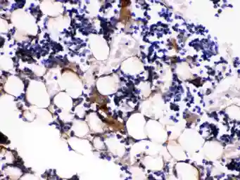 Anti-Osteocalcin antibody used in IHC (Paraffin sections) (IHC-P). GTX17589