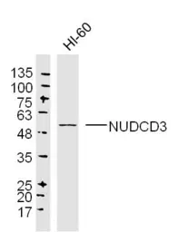 Anti-NUDCD3 antibody used in Western Blot (WB). GTX17608
