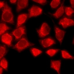 Anti-CD162 antibody used in Immunocytochemistry/ Immunofluorescence (ICC/IF). GTX17665