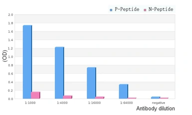 Anti-CDC25C (phospho Thr48) antibody used in ELISA (ELISA). GTX17679