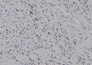 Anti-CDC25C (phospho Thr48) antibody used in IHC (Paraffin sections) (IHC-P). GTX17679