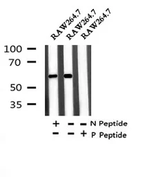 Anti-CDC25C (phospho Thr48) antibody used in Western Blot (WB). GTX17679