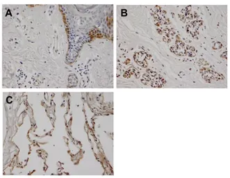 Anti-Laminin alpha 3A antibody [BG5] used in IHC (Paraffin sections) (IHC-P). GTX17685