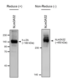 Anti-Laminin alpha 3A antibody [BG5] used in Western Blot (WB). GTX17685