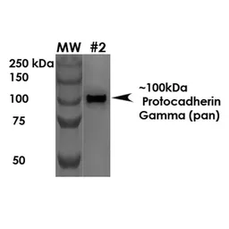 Anti-Protocadherin gamma (pan) antibody [S159-5] used in Western Blot (WB). GTX17690