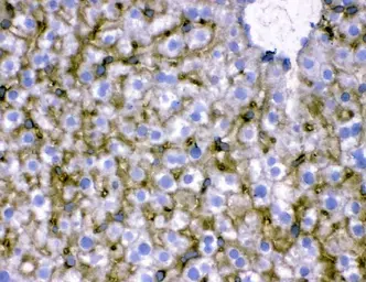 Anti-NTCP antibody used in IHC (Frozen sections) (IHC-Fr). GTX17693