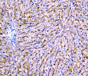 Anti-NTCP antibody used in IHC (Paraffin sections) (IHC-P). GTX17693