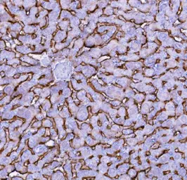 Anti-NTCP antibody used in IHC (Paraffin sections) (IHC-P). GTX17693