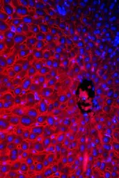 Anti-NTCP antibody used in IHC (Paraffin sections) (IHC-P). GTX17693
