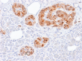 Anti-Chromogranin A antibody [rCHGA/413] used in IHC (Paraffin sections) (IHC-P). GTX17724