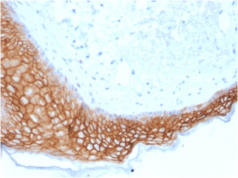 Anti-TACSTD2 antibody [TACSTD2/2153] used in IHC (Paraffin sections) (IHC-P). GTX17726