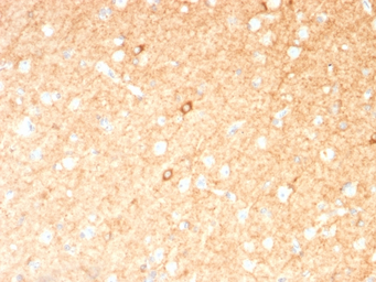 Anti-GAD67 antibody [GAD1/2391] used in IHC (Paraffin sections) (IHC-P). GTX17736