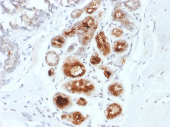 Anti-Mammaglobin A antibody [MGB1/2000] used in IHC (Paraffin sections) (IHC-P). GTX17743