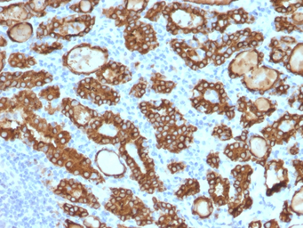 Anti-TPO antibody [TPO/1922] used in IHC (Paraffin sections) (IHC-P). GTX17821