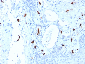 Anti-Mast cell tryptase antibody [TPSAB1/1961] used in IHC (Paraffin sections) (IHC-P). GTX17823