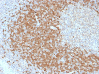 Anti-TCL1A antibody [TCL1/2078] used in IHC (Paraffin sections) (IHC-P). GTX17841