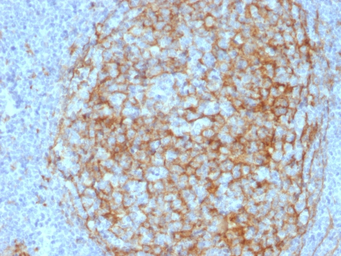 Anti-CD14 antibody [LPSR/2408] used in IHC (Paraffin sections) (IHC-P). GTX17876