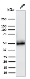 Anti-CD14 antibody [LPSR/2408] used in Western Blot (WB). GTX17876