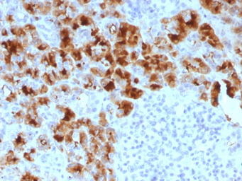 Anti-GP2 antibody [GP2/1803] used in IHC (Paraffin sections) (IHC-P). GTX17908