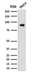 Anti-TLE1 antibody [TLE1/2051] used in Western Blot (WB). GTX17920