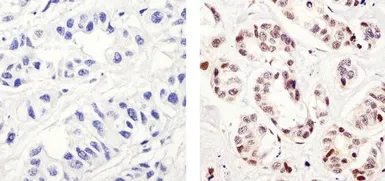 Anti-c-Fos (phospho Thr232) antibody used in IHC (Paraffin sections) (IHC-P). GTX17933