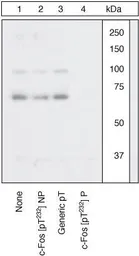 Anti-c-Fos (phospho Thr232) antibody used in Western Blot (WB). GTX17933