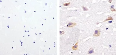Anti-SHP2 (phospho Tyr542) antibody used in IHC (Paraffin sections) (IHC-P). GTX17939