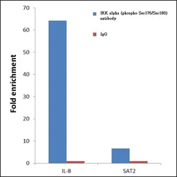Anti-IKK alpha (phospho Ser176/Ser180) antibody used in ChIP assay (ChIP assay). GTX17943