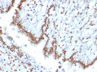 Anti-TLE1 antibody [TLE1/2085] used in IHC (Paraffin sections) (IHC-P). GTX17946