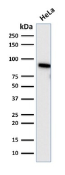 Anti-TLE1 antibody [TLE1/2085] used in Western Blot (WB). GTX17946
