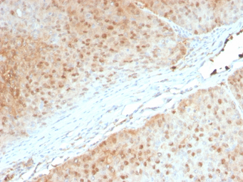 Anti-AKT1 antibody [AKT1/2552] used in IHC (Paraffin sections) (IHC-P). GTX17956