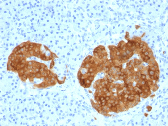 Anti-GAD65 antibody [GAD2/1960] used in IHC (Paraffin sections) (IHC-P). GTX17966