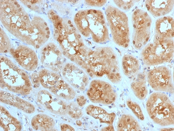 Anti-MTAP antibody [MTAP/1813] used in IHC (Paraffin sections) (IHC-P). GTX17975