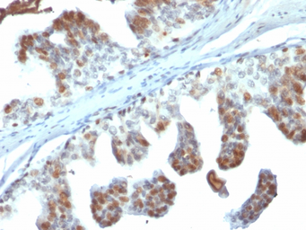 Anti-PTEN antibody [PTEN/2110] used in IHC (Paraffin sections) (IHC-P). GTX17980