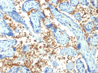 Anti-alpha 1 Spectrin antibody [SPTA1/1810] used in IHC (Paraffin sections) (IHC-P). GTX17998