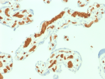 Anti-alpha 1 Spectrin antibody [SPTA1/1832] used in IHC (Paraffin sections) (IHC-P). GTX18000