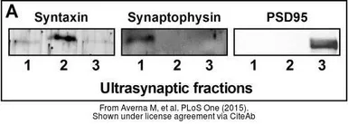 Anti-Syntaxin antibody [4H256] used in Western Blot (WB). GTX18010