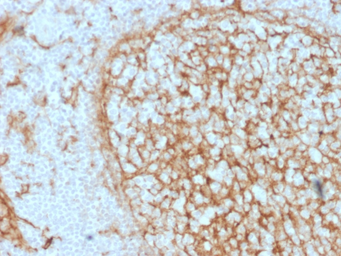 Anti-CD14 antibody [LPSR/2397] used in IHC (Paraffin sections) (IHC-P). GTX18025
